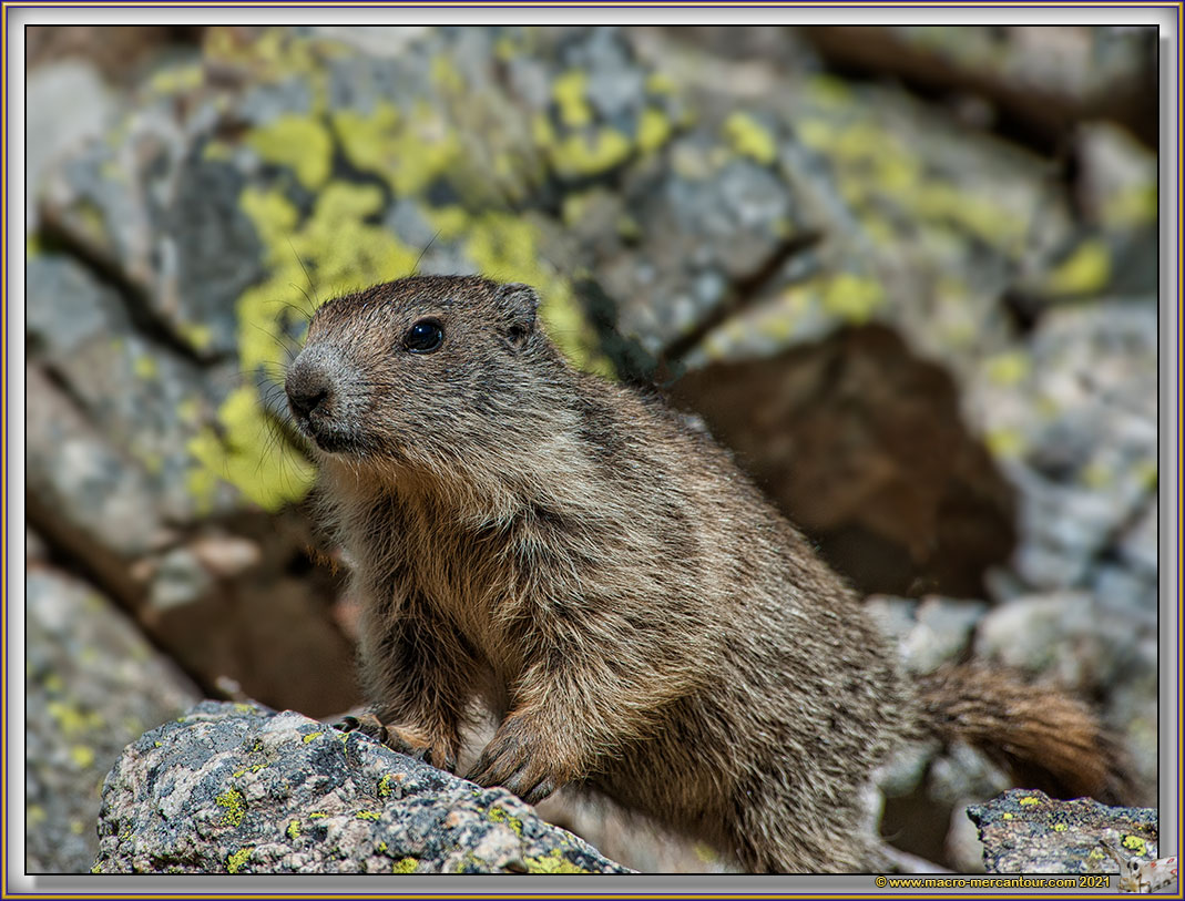 MARMOTTES